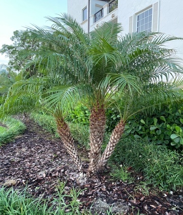 Palmier Curmal pitic (25 seminte) Pigmy Date Palm - Phoenix roebelenii, crestere lenta, ideal pentru ghiveci, Saflax - Img 6