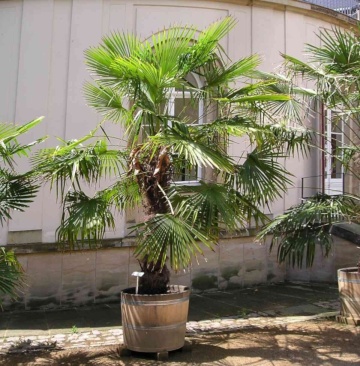 Palmier de Canepa (10 seminte) Chinese Windmill Palm - Chamaerops excelsa, foarte decorativ, rezistent la inghet, Saflax - Img 3