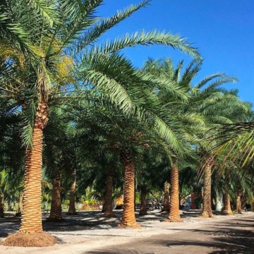 Palmier Phoenix de Canare (10 seminte) Canary Date Palm - Phoenix canariensis, curmal foarte decorativ, Saflax - Img 5