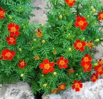 Paprika (0,5 gr) seminte Craite salbatice pitice, flori rosii-caramizii cu galben, Toraf - Img 2