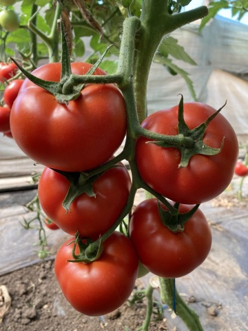 Paronema F1 (500 seminte) rosii semitimpurii nedeterminate, gust foarte bun, Syngenta