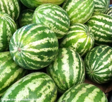 Pepene verde Crimson Sweet (100 gr) semitimpuriu coaja dungata, RACI Sementi
