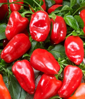 Peppers from Heaven Red F1 (12 seminte) ardei iute pentru ghivece, pulpa carnoasa fara iuteala, Raci