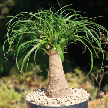 Picior de Elefant (10 seminte) Ponytail Palm - Beaucarnea recurvata, trunchi ingrosat, frunze verzi delicate, Saflax - Img 3
