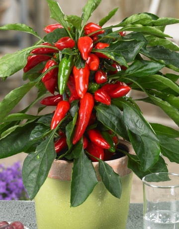 Pillar Peppers F1 - Galaxy Red (12 seminte) ardei iute pentru ghivece, foarte productiv, iuteala medie, Raci - Img 3