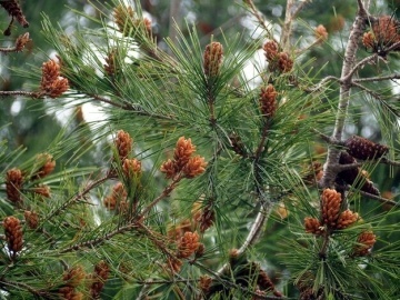 Pin Mediteranean (6 seminte) Stone Pine - Pinus pinea, ace moi, culoare verde inchis, Saflax - Img 5