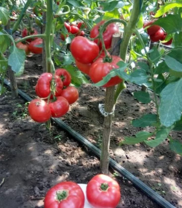 Pink Treat F1 (100 seminte) de rosii roz cu fructe rotunde usor aplatizate, Takii Seeds - Img 1