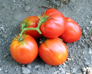 Piru di Bisignano (30 seminte) soi italian de rosii para nedeterminate, mari, carnoase, foarte productive, ChemyFarm - Img 2
