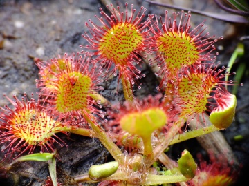 Planta Carnivora - Round-leaved Sundew (10 seminte) Drosera rotundifolia, frunze rotunjite cu tentacule si picaturi parfumate, Saflax - Img 3