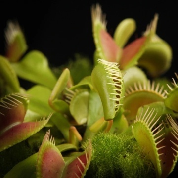 Planta Carnivora - Venus Fly Trap (10 seminte) Dionaea muscipula, frunze mobile, capcane de insecte, Saflax - Img 6