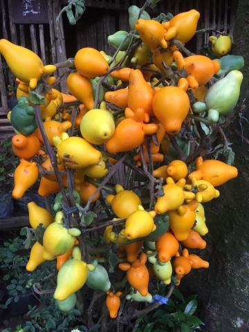 Planta Uger de Vaca (10 seminte) Love Apple - Solanum mammosum, flori mov, fructe decorative cu forma interesanta, Saflax - Img 4