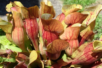 Plante Carnivore mix - Pitcher Plant (10 seminte) Sarracenia flava / S. purpurea, forma de ulcior, culori galben verzui si rosie, Saflax - Img 2