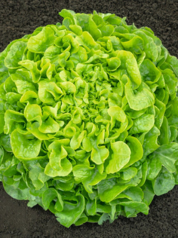 Pleasance (5000 seminte drajate) salata tip oakleaf, 350-500 gr, Bejo - Img 1