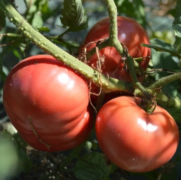 Ponderosa (1000 seminte) tomate roz tip beef, fructe mari zemoase, Profit Seeds - Img 2