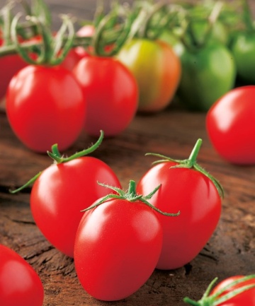 Principe Borghese (200 seminte) rosii cherry extratimpurii soi italian vechi, Prima Sementi