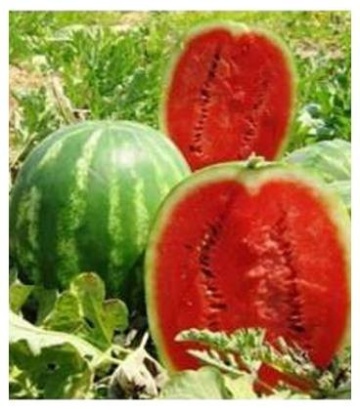 Prismatica F1 (1000 seminte) de pepene verde foarte productiv, dulce, 18-20 kg, United Genetics
