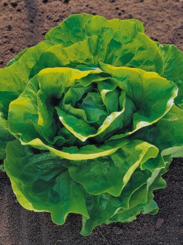 Pronto (5 grame) salata cu frunze de un colorit atractiv verde stralucitor bine indesata recomandata pentru culturile de primavara tarzie vara si toamna, Enza Zaden - Img 1