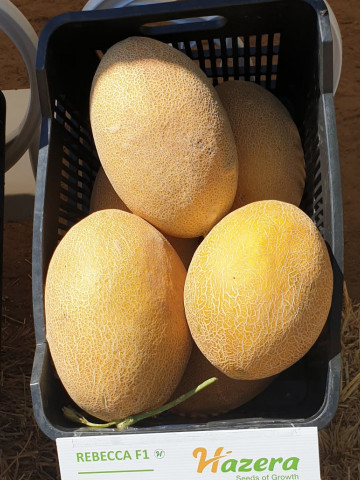 Rebeca F1 (100 seminte) de pepene galben timpuriu cu miez portocaliu tip ananas, Hazera - Img 1