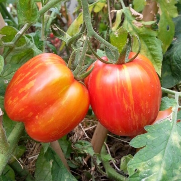 Red Cavern BIO (30 seminte) tomate striate rosu cu galben, carnoase, aromate, ReinSaat - Img 6