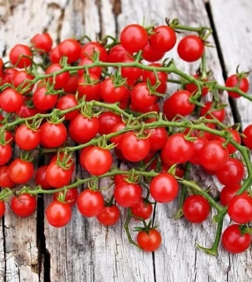Red Currant Wildtomate (8 seminte) rosii salbatice cherry mici, aromate, recolta abundenta, Sperli - Img 4