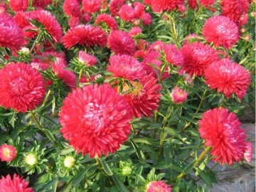 Ribbon Red (0,5 gr) seminte Crizantema Aster pitica, flori rosii-roz cu alb, Toraf - Img 2