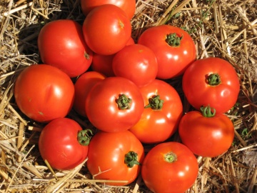 Roker (1500 seminte) tomate pentru camp soi sarbesc, Superior Seeds - Img 5