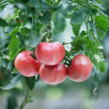 Roselady F1 (30 seminte) rosii roz semitimpurii semideterminate, randament ridicat, dulci, aromate, Seklos - Img 4