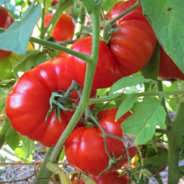 Rosii Bio Pantano Romanesco (30 seminte), tomate eco mari, nedeterminate, Seklos - Img 2