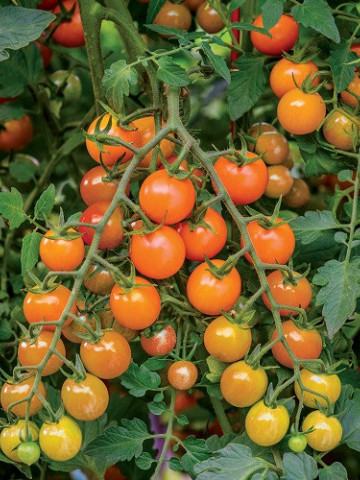 Rosii Orange Cherry (60 seminte) tomate cherry portocalii, soi timpuriu, crestere nedeterminata, Agrosem - Img 3