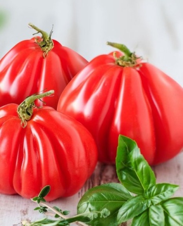 Rosii Pearson sel d'Albenga (90 seminte), tomate cu fructe mari in forma de para tip Albenga tip Beef, Prima Sementi - Img 8