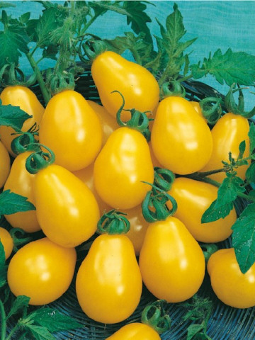 Rosii Perun (150 seminte) de rosii galbene tip cherry prunisoara, Kertimag - Img 3
