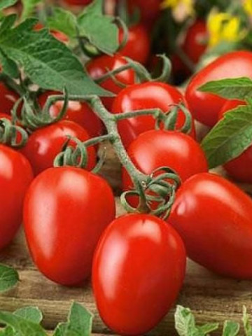 Rosii RIO GRANDE - 50 gr - Seminte Tomate Soi semitimpuriu Florian Bulgaria - Img 1