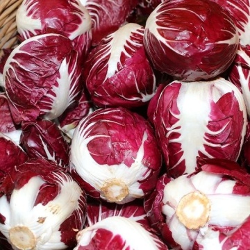 Rossa di Verona BIO (1 gr) seminte salata cicoare BIO, frunze crocante, aroma savuroasa, Seklos - Img 2