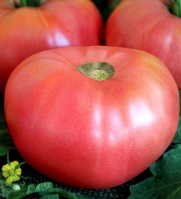Rozali (1500 seminte) tomate soi roz nedeterminat tip gigant, semitimpurii, Florian - Img 2