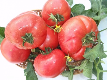 Rozalina Rossa F1 (25 seminte) seminte de tomate semitimpurii bulgaresti, GeosemSelect Bulgaria