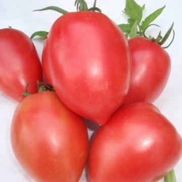 Rugby F1 (25 seminte) de tomate determinate Rugby F1 pentru sere, Geosem - Img 1