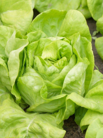 Salata White Boston (12.000 seminte) salata soi productiv, frunze netede, Agrosem - Img 2