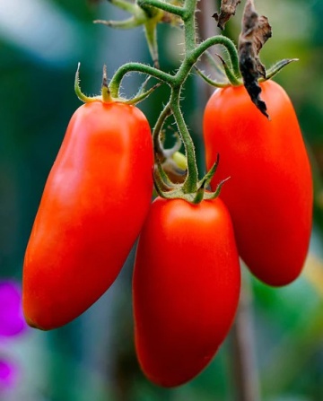 San Marzano (150 seminte) rosii prunisoare alungite, soi semitimpuriu determinat, Opal