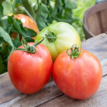 Sandero F1 (250 seminte) tomate cu crestere nedeterminata, maturitate medie timpurie, gust excelent, Geosem - Img 1