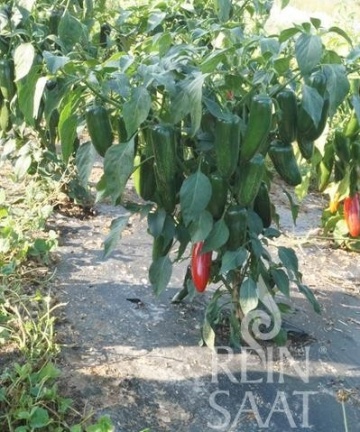 Santiago BIO (25 seminte) ardei iute Jalapeno cu pulpa groasa, iuteala usoara, ReinSaat - Img 3