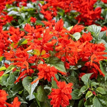 Scarlet Piccolo (90 seminte) Salvia splendens pitica, flori rosu aprins, Seklos - Img 4