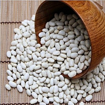 Seminte fasole alba pentru boabe Great Northern (1 kg) Agrosem - Img 3