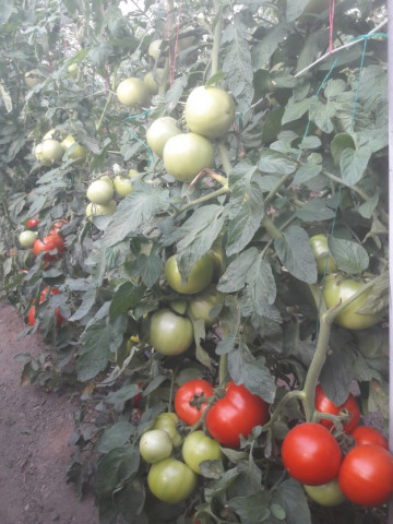 Seminte tomate Gramada F1 (5 gr), crestere nedeterminata, hibrid semitimpuriu nou, Opal - Img 2