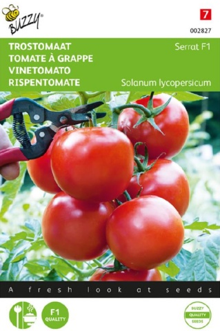 Serrat F1 (10 seminte) tomate "vita de vie" timpurii, nedeterminate, Buzzy - Img 2