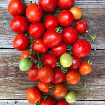 Siccagno F1 (100 seminte) rosii cherry semitimpurii determinate, rezistente la seceta, La Semiorto Sementi
