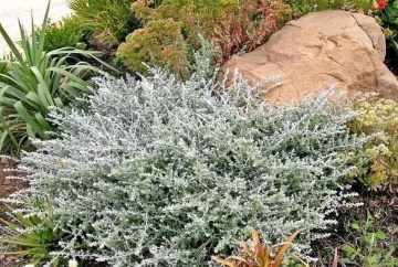 Silver Mist (6 seminte) Helichrysum frunze ornamentale verzi-argintii, Seklos - Img 2