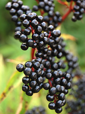 Soc Negru (Sambucus nigra) butasi de soc negru planta XXL, Yurta - Img 1