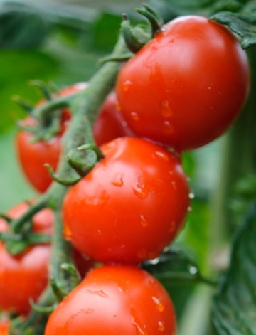 Spencer (30 seminte) tomate cocktail soi gustos, Seklos
