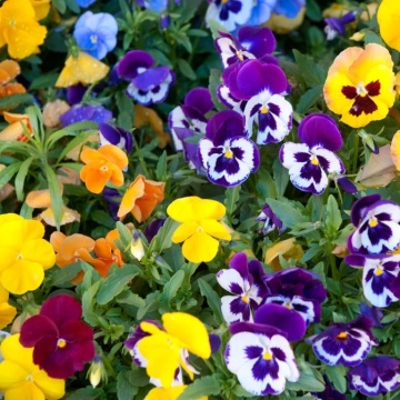 Spring Stars (0.1 gr) seminte panselute multicolore, inflorire indelungata, Seklos - Img 2