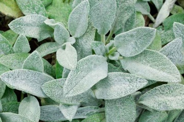 Stachys Bysantina (0,2 gr) seminte Urechea Iepurelui, planta melifera cu frunze argintii pufoase, flori roz, Toraf - Img 4